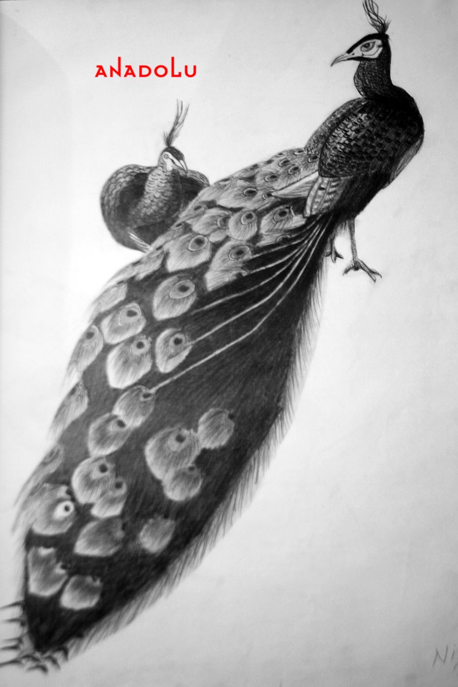 Tavus Kuşu Çizimleri